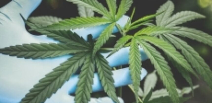 Medical Marijuana and Recovery from Opioid Addiction