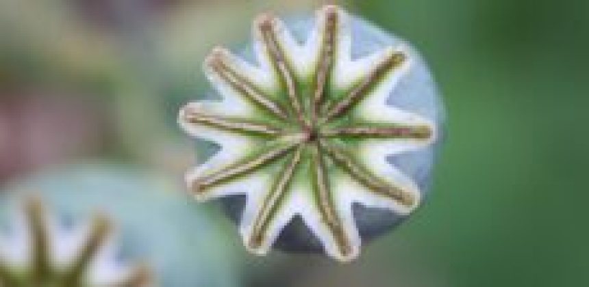 From Potency to Side Effects: Fentanyl vs. Morphine